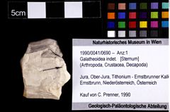 Foto (Objket + Etiketten) von Galatheoidea indet. 